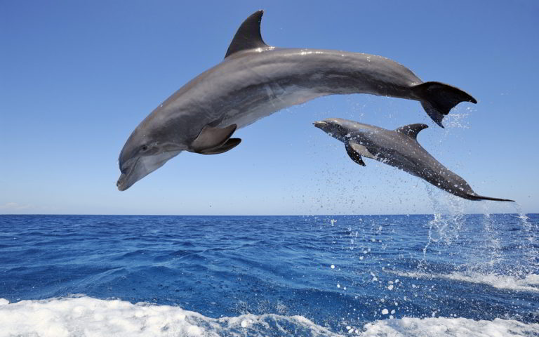 Beautiful-Dophin-Desktop-Pictures-Free Web Destinations